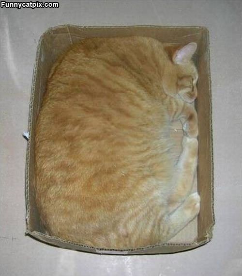 Flat Box Cat