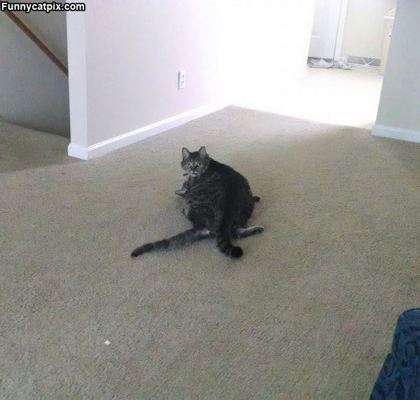 Flat Cat