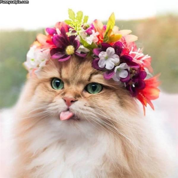 Flower Cat