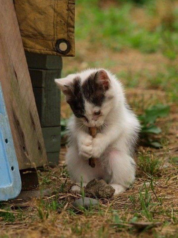 Flute Cat