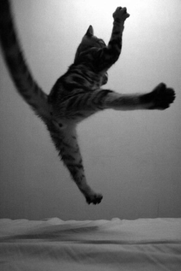 Flying Attack Cat