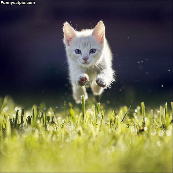 Flying Cat