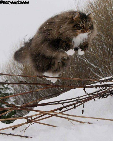 Flying Cat