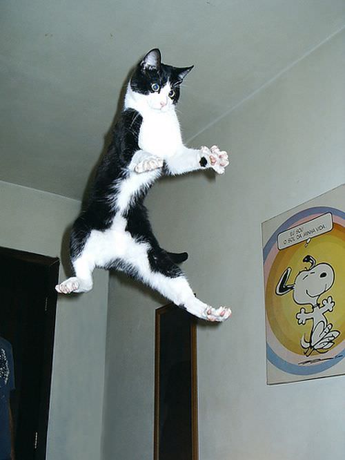 Flying Cat