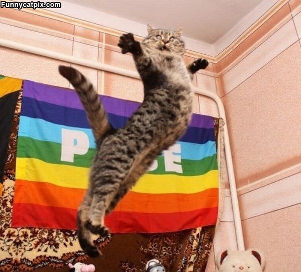 Flying Cat