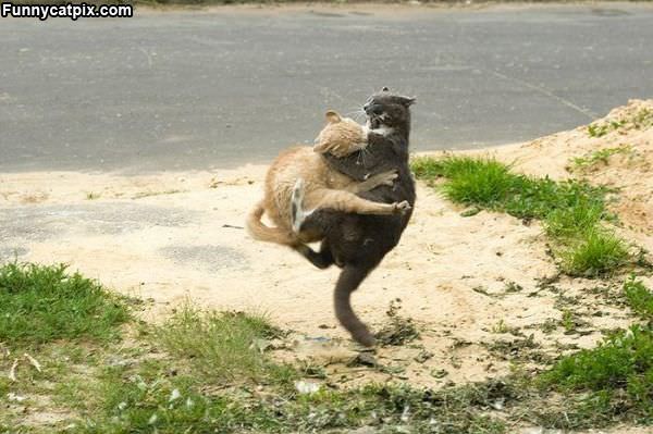 Flying Cat Attack