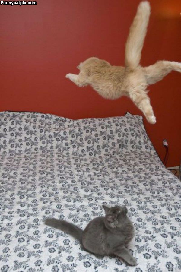 Flying Cat Attack
