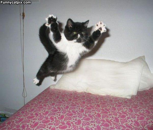 Flying Jump Attack Cat