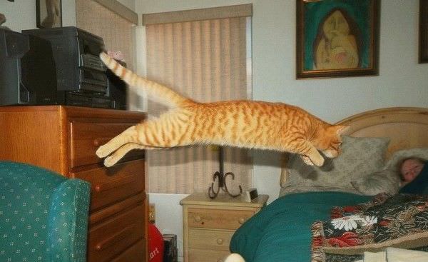 Flying Kittah