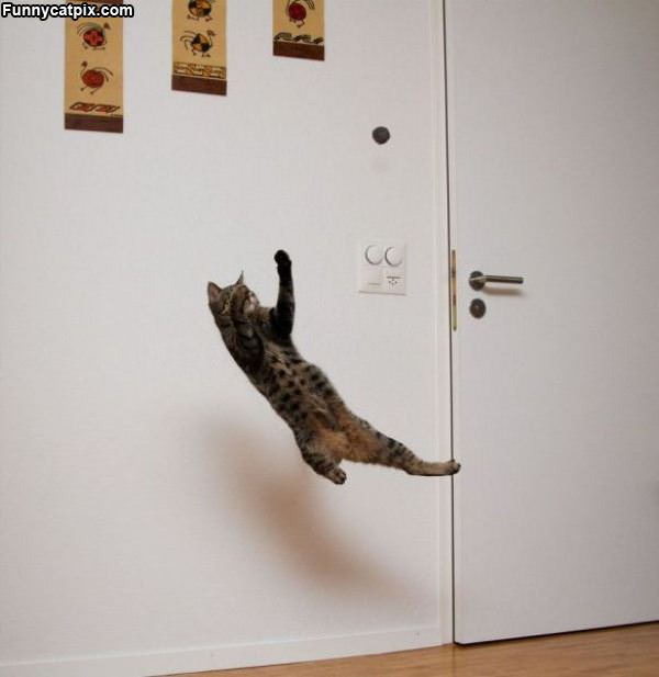 Flying Ninja Cat