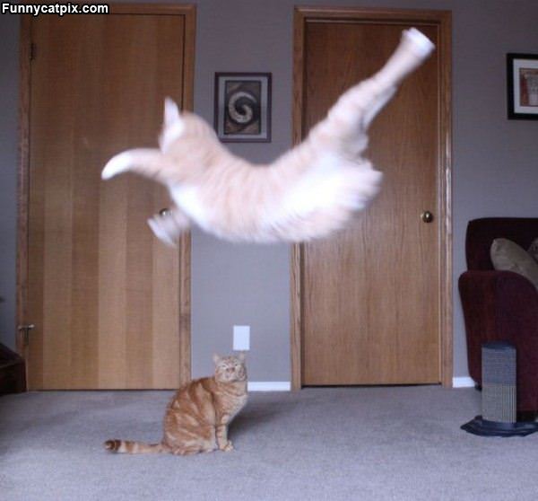 Flying Ninja Cat