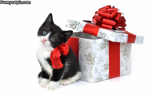 For Xmas
