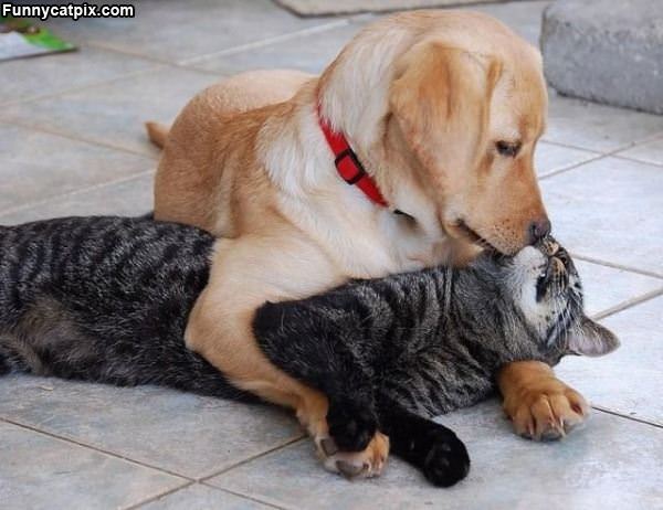 Forbidden Love