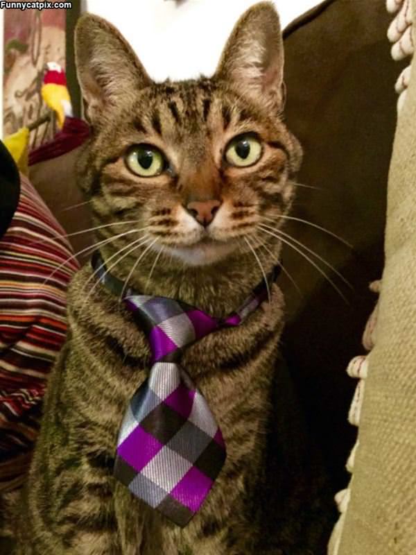 Formal Cat