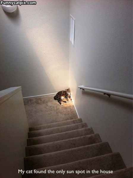 Found The Sun Spot