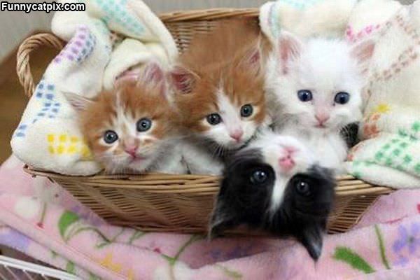 Four Kittens