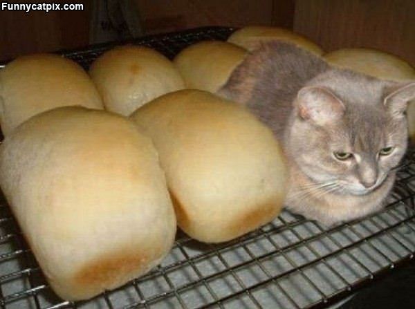 Fresh Bread Cat