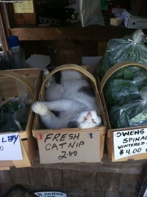 Fresh Nip