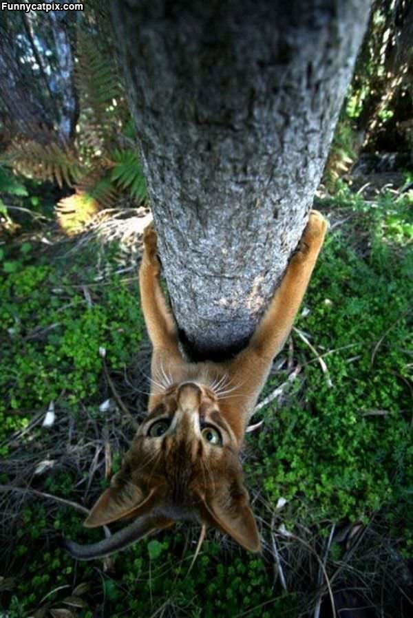 Fun Tree Climbing