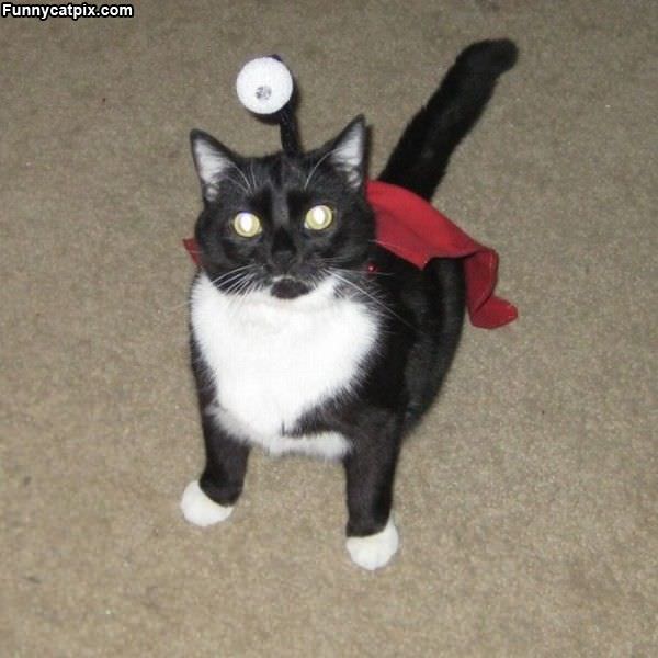 Funny Cat Costume