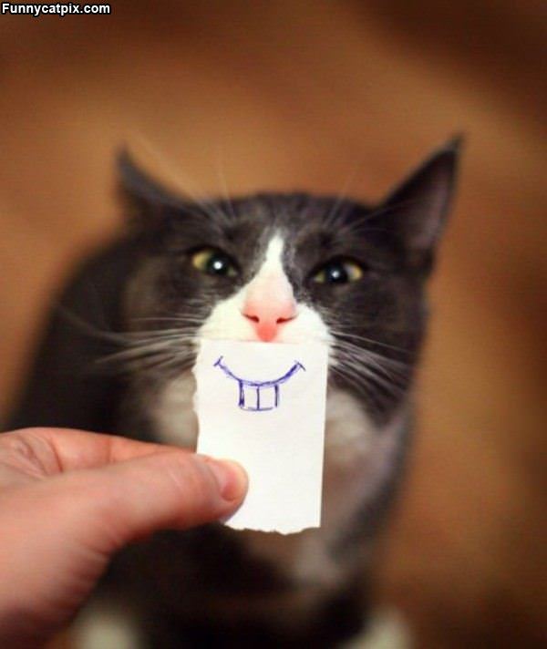 Funny Cat Face