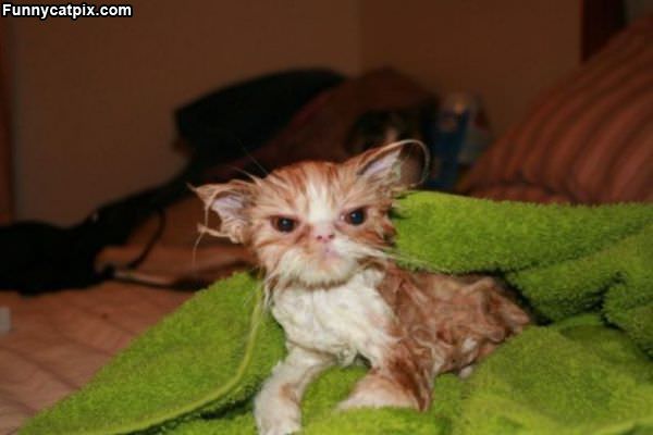 Funny Wet Cat