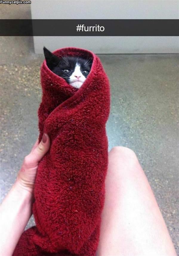 Furrito