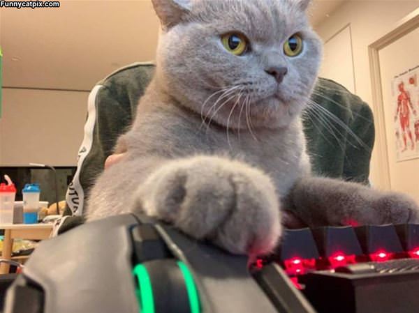 Gamer Cat