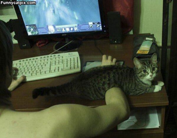 Gaming Cat