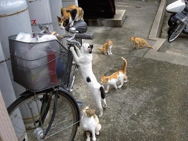 Gang Of Cats