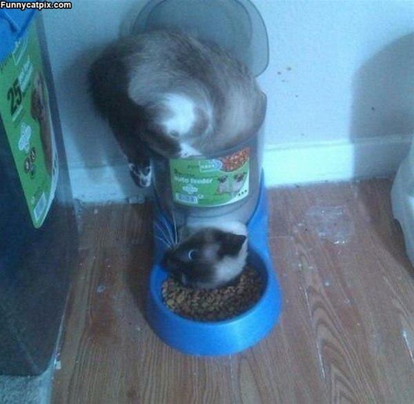 Getting Into The Cat Food