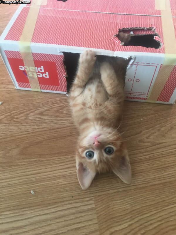 Getting Out Of The Box