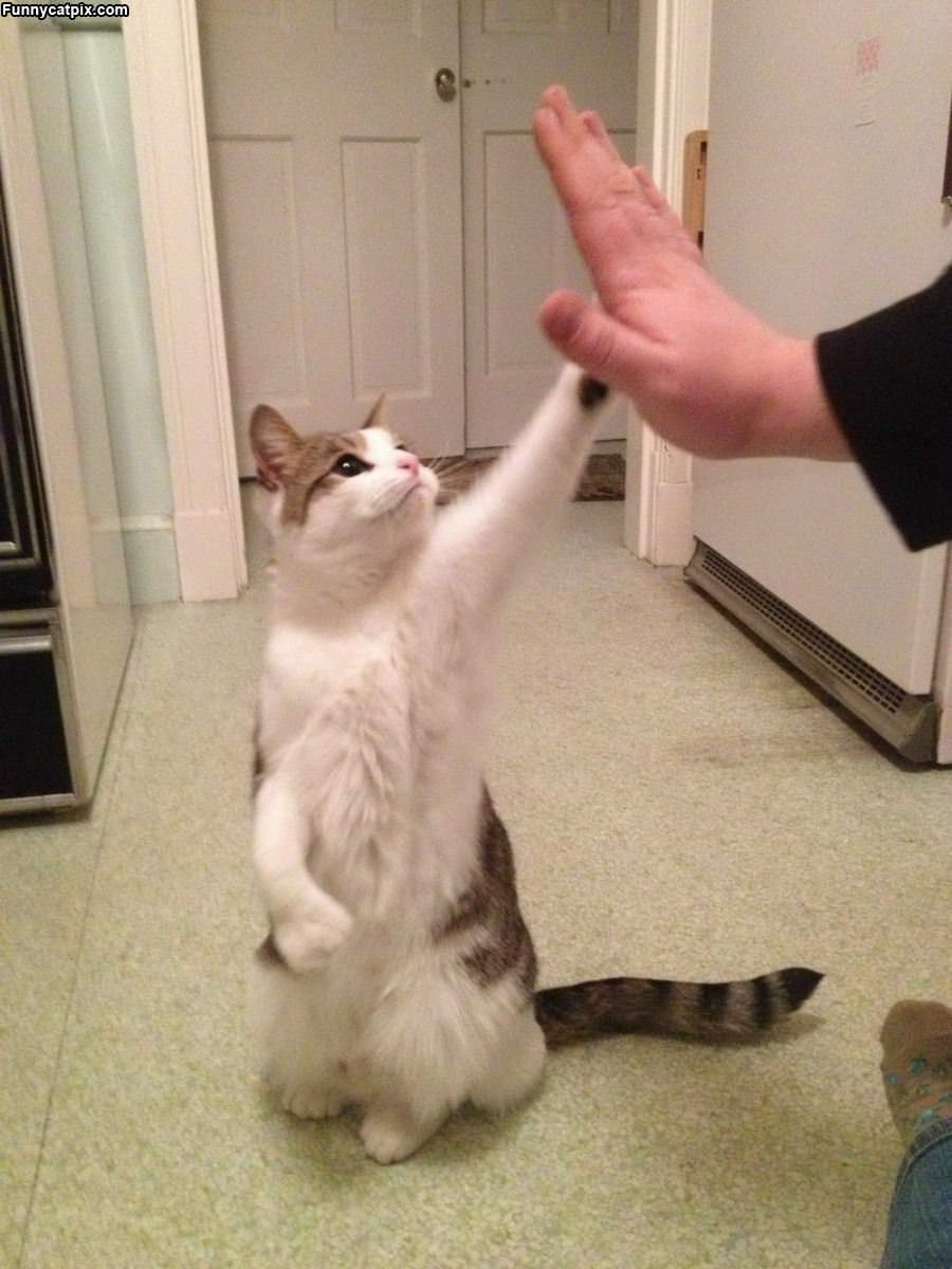 Give Me A High Five