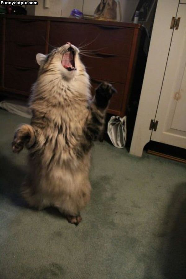 Give Me Cat Nip Noowwww