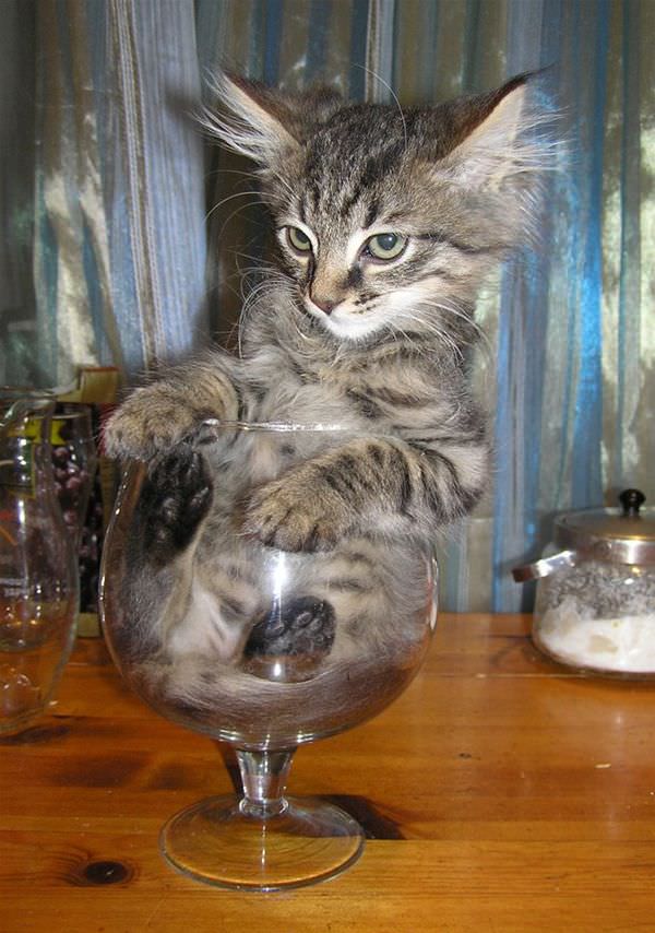 Glass Of Cat