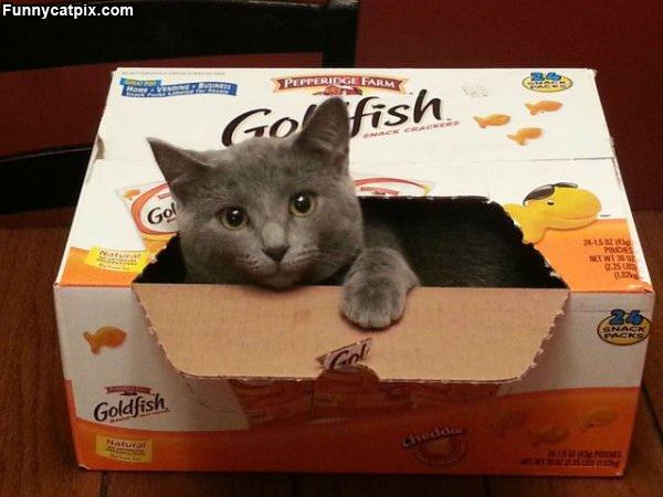 Goldfish