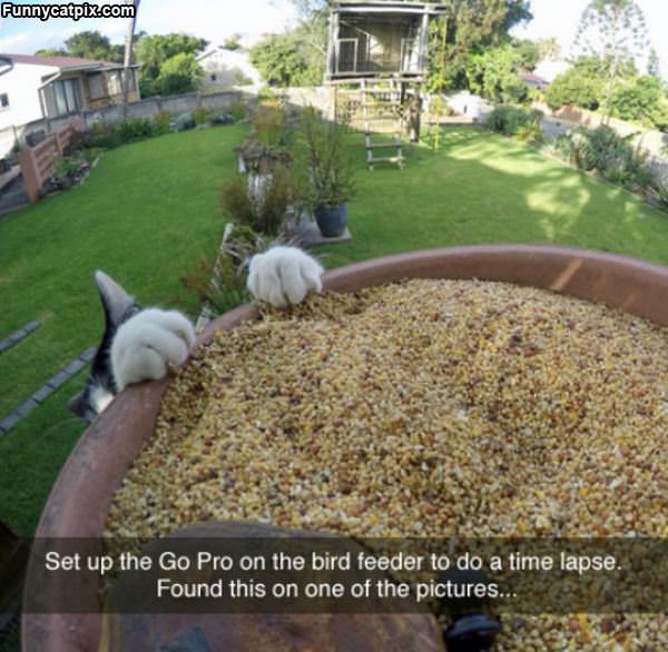 Gopro Bird Feeder