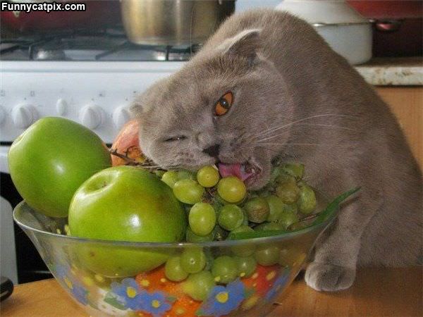 Grapes Nom Nom