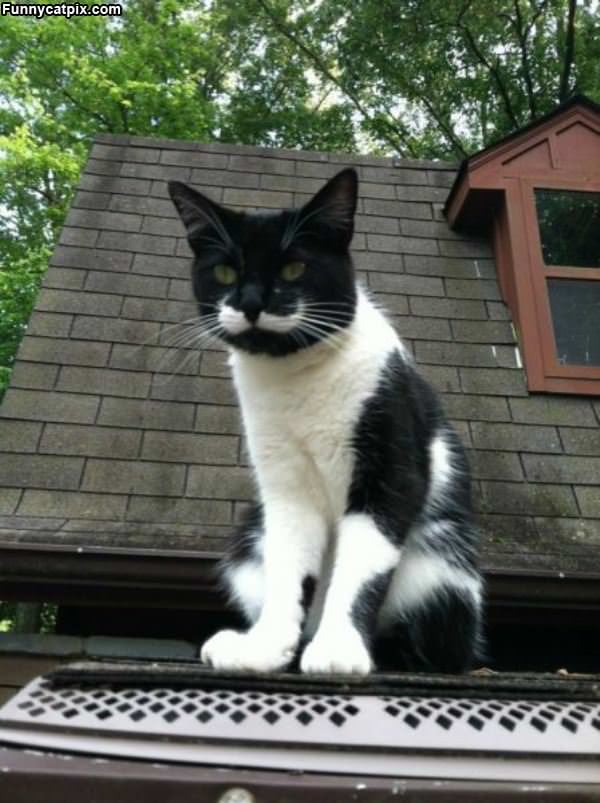 Great Cat Mustache