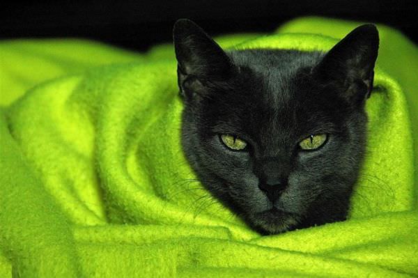 Green Blanky