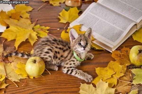 Green Collar