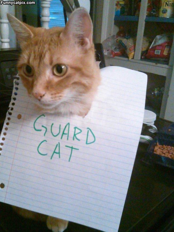 Guard Cat