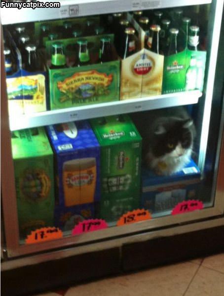 Guarding The Beer