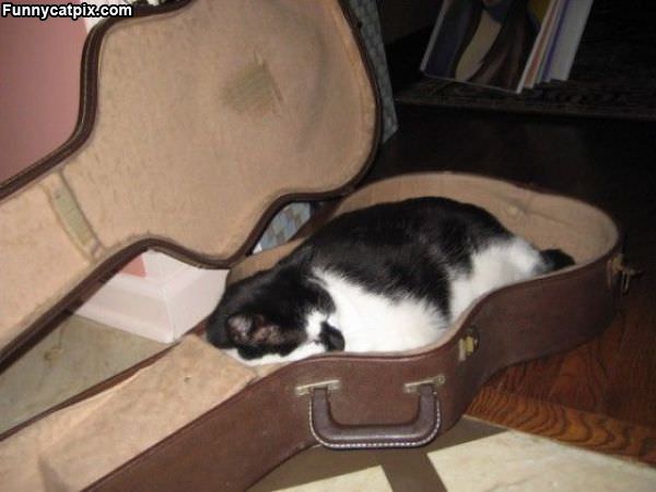 Guitar Cat Bed