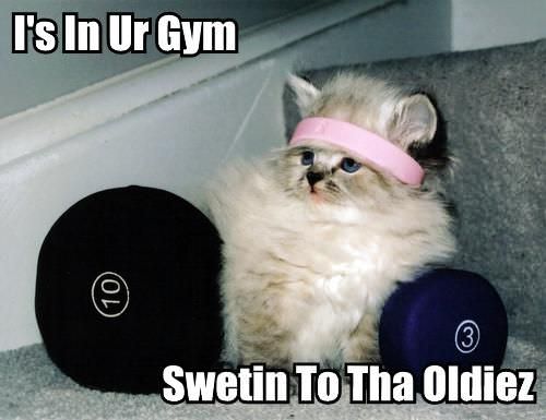 Gym Cat