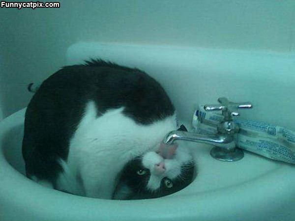 Gymnast Cat In The Sink