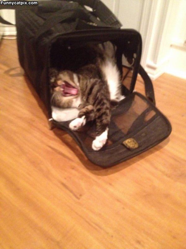 Hanging Out In My Bag