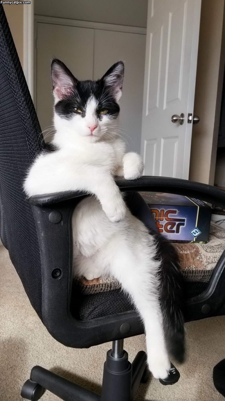 Hanging Out On The Chair