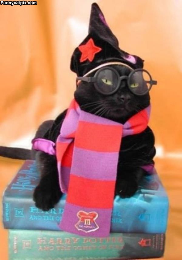 Harry Potter Cat