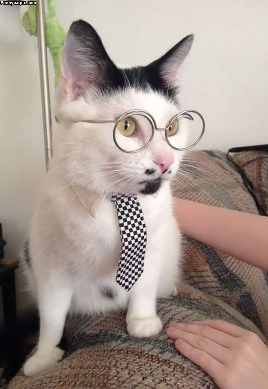 Harry Potter Cat